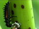 Larve van veelkleurig Aziatisch lieveheersbeestje rust op stengel
