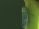 Groene cicade rust op de stengel van lisdodde