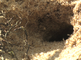 Een zandbij zit in een hol en vliegt weg