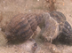Gevlochten fuikhoorn kruipend over de zandbodem