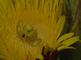 Krabspin jaagt in bloem